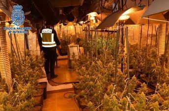 Desmantelan una plantación de más de 500 plantas de marihuana en Alcázar y detienen a un varón