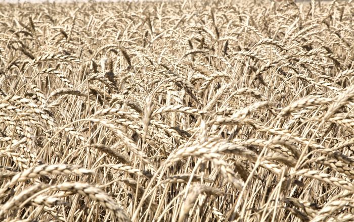 Asaja pide flexibilizar la PAC y cumplir la Ley de la Cadena Alimentaria ante un sector cerealista 'insostenible'