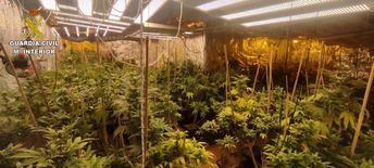 Desmantelan 2 plantaciones de marihuana 'indoor' en Guadalajara, detienen a 5 personas e incautan 890 plantas