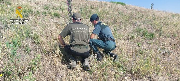 Investigan a dos personas por destruir cinco ejemplares de flora en peligro de extinción en Yeles (Toledo)