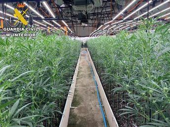 Desmantelan dos plantaciones de marihuana en Recas con más de 6.000 plantas y detienen a dos personas