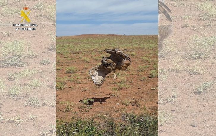 El Seprona rescata a un búho real atrapado en un vallado de Espino en Villanueva de los Infantes (Ciudad Real)