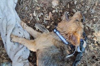 Rescatan con vida a dos perros que estaban encerrados en un vehículo a pleno sol en las Lagunas de Ruidera