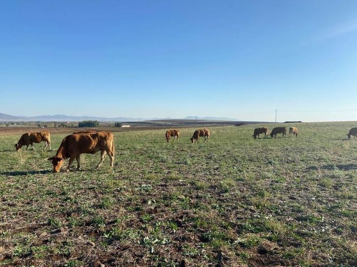 Hasta 123 explotaciones ganaderas de Castilla-La Mancha recibirán 1.182.411 euros de ayudas del Gobierno por sequía y guerra de Ucrania