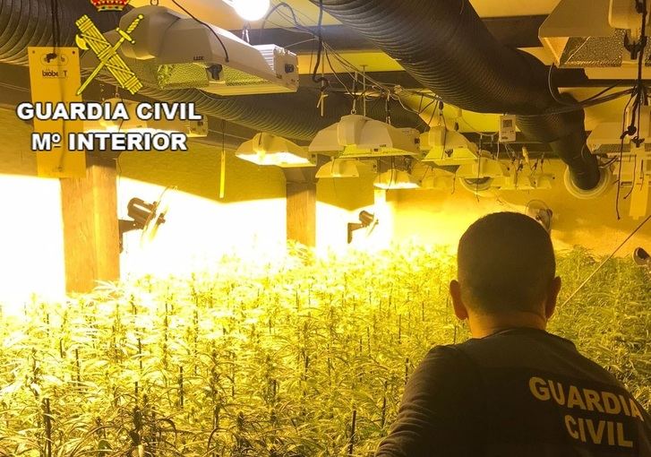 Cuatro detenidos de un grupo criminal dedicado al cultivo demarihuana en cuatro pueblos de Guadalajara