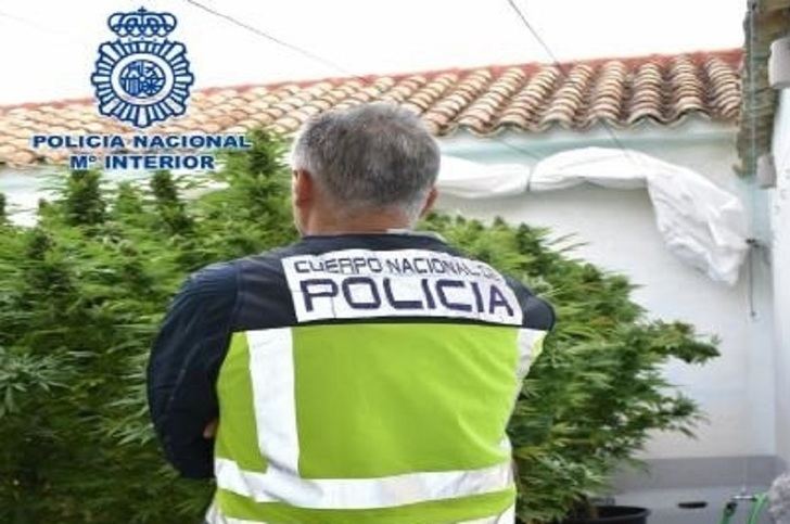 Dos detenidos y desmantelada una plantación de marihuana en Alameda de Cervera (Ciudad Real) con 138 plantas