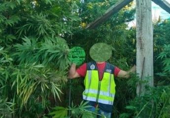 La operación 'Cervantes' se salda con ocho cultivos de marihuana desmantelados y ocho detenidos en Puertollano