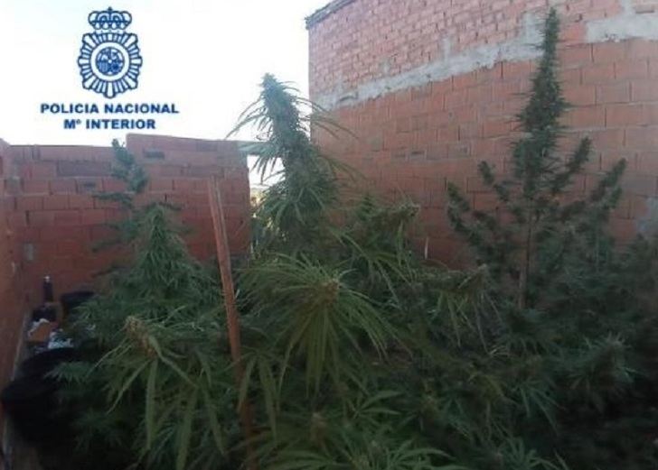 Desmanteladas dos plantaciones de marihuana en la pedanía de Las Casas y en Carrión de Calatrava