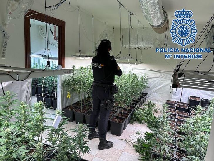 La Policía desmantela una plantación ilegal con 446 plantas de marihuana en Bargas y detiene a dos personas