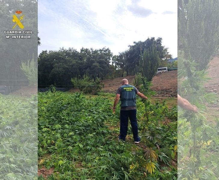 Tres detenidos por tráfico de drogas tras la aprehensión de más de 2.500 plantas de marihuana en Fuencaliente