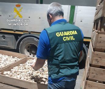 Investigan a dos mujeres y un varón por apropiarse de 2.500 kilogramos de ajo morado en Las Pedroñeras