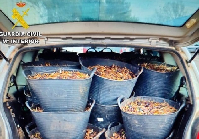 La Guardia Civil recupera en una semana casi siete toneladas de aceituna hurtada de los campos ciudadrealeños