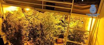 Detienen a tres personas en Puertollano por cultivar marihuana y enviarla a Italia para su distribución