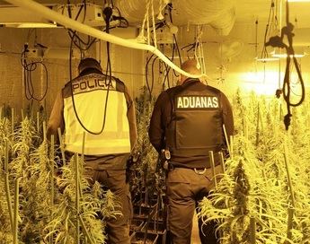 Cinco detenidos y 65 kilos de marihuana incautados en una plantación de interior en El Casar (Guadalajara)