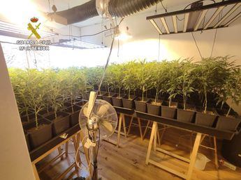 Cuatro personas detenidas y más de 1.700 plantas de marihuana incautadas en un domicilio de Escalona