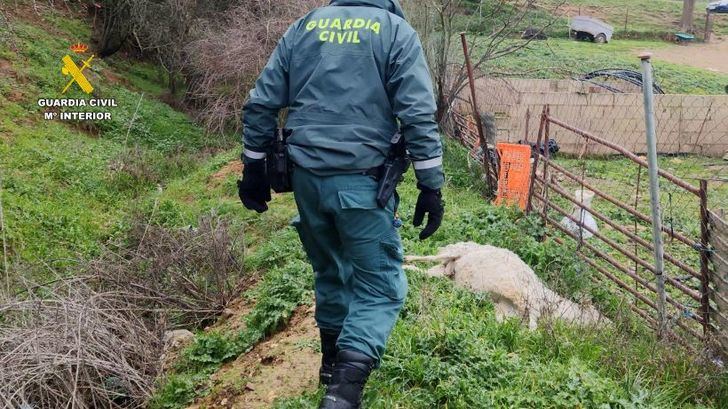 Investigan a un ganadero de Uceda por dejar morir a multitud de animales por falta de agua, comida y cuidados