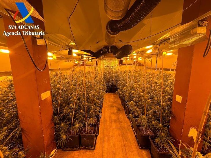 Desmantelada en El Casar una plantación de marihuana que habría alcanzado los 600.000 euros en el mercado