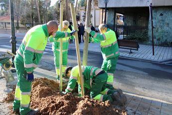 Albacete sustituirá los árboles deteriorados y perdidos con 640 ejemplares en los barrios y pedanías de la ciudad