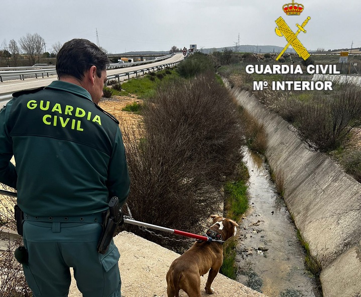 El Seprona rescata a un perro atrapado en un canal de aguas de la autovía A-3 en Zafra de Záncara (Cuenca)