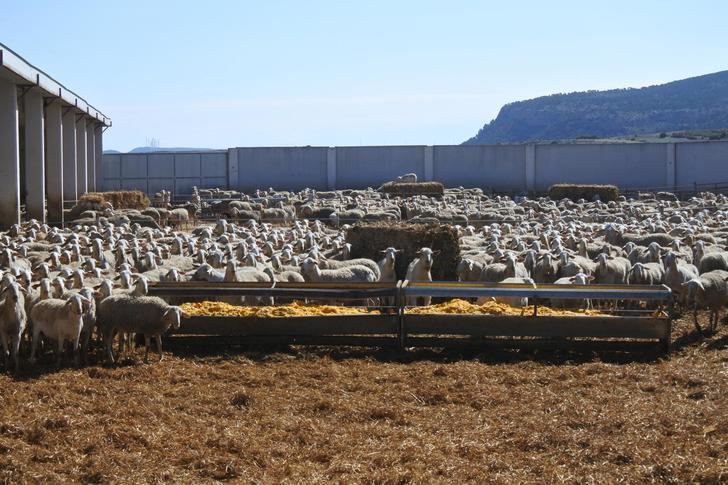 507 ganaderos de la provincia de Albacete reciben 2,5 millones de euros de las ayudas de la PAC