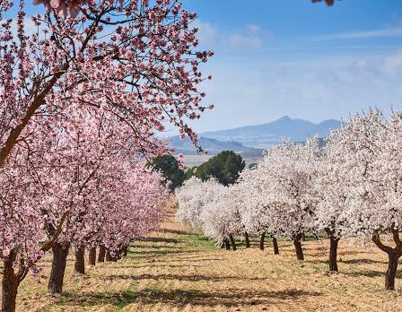 Agricultores y ganaderos de la provincia de Albacete reciben hoy ayudas por valor 6,4 millones de euros