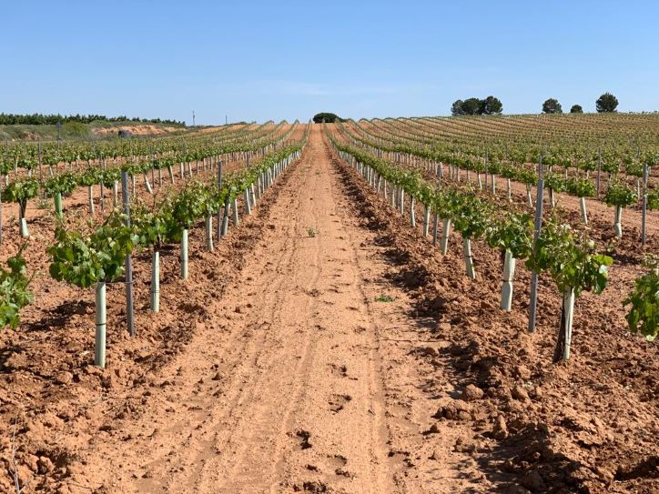 La Junta de C-LM realiza un pago de reestructuración de viñedo para 112 viticultores de la provincia de Albacete
