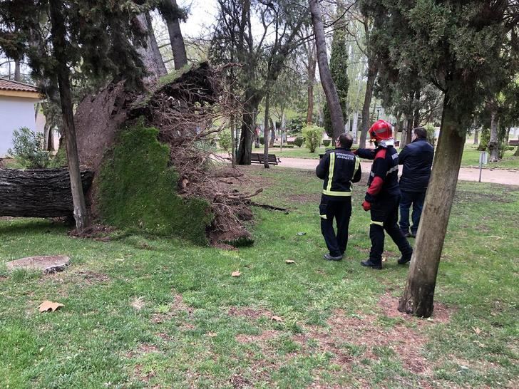 El Ayuntamiento de Albacete trabaja para restablecer la normalidad en la ciudad tras la caída de una quincena de árboles