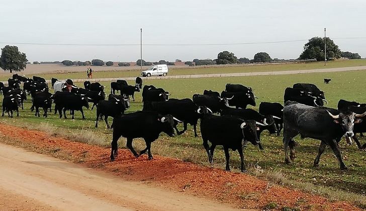 La trashumancia todavía tiene su sitio en la provincia de Albacete