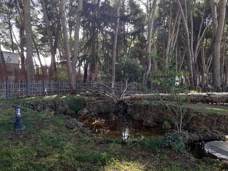 El Ayuntamiento de Hellín lleva a cabo el plan de sanear la pinada del parque municipal