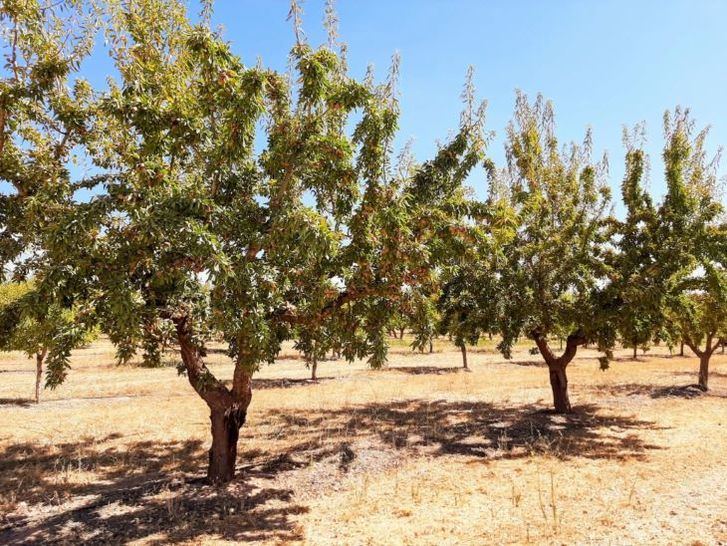 Dos proyectos regionales en torno al cultivo del almendro y del pistacho son concedidos al ITAP de la Diputación de Albacete