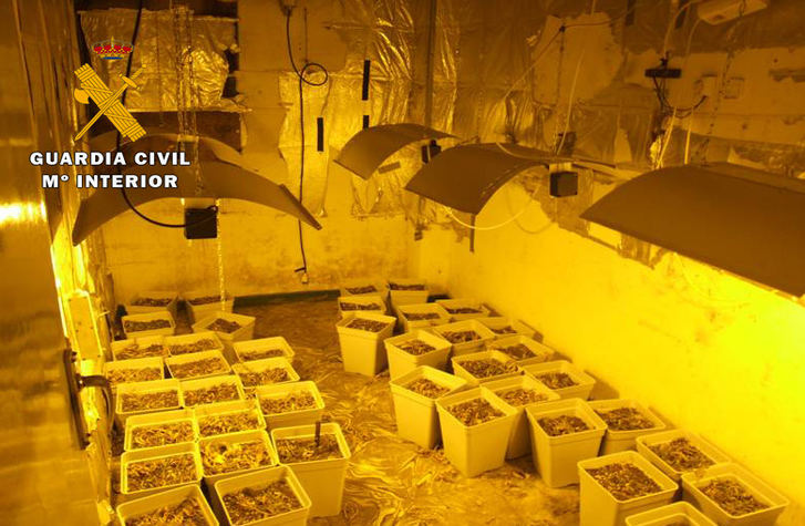 La Guardia Civil de Almansa desmantela una plantación “indoor” de cannabis sativa en una vivienda