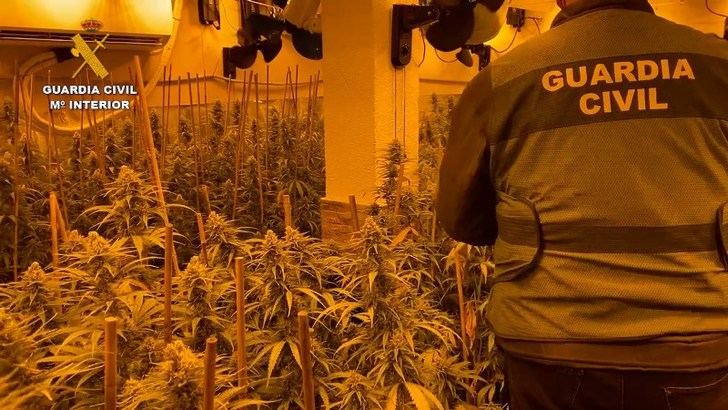 Detenidas 5 personas tras desmantelar dos cultivos de venta de marihuana en Bargas (Toledo) con 1.500 plantas