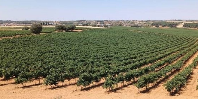 CHJ detecta más de 220 hectáreas de cultivos con riegos ilegales durante una redada en municipios de Albacete y Cuenca