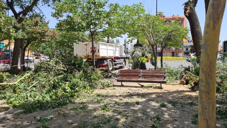El Ayuntamiento reforzará la inspección durante el verano para reducir la existencia de ramas de árboles potencialmente peligrosas