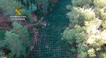 Desmantelan una plantación de marihuana en un paraje natural de Guadalajara y detienen a dos personas