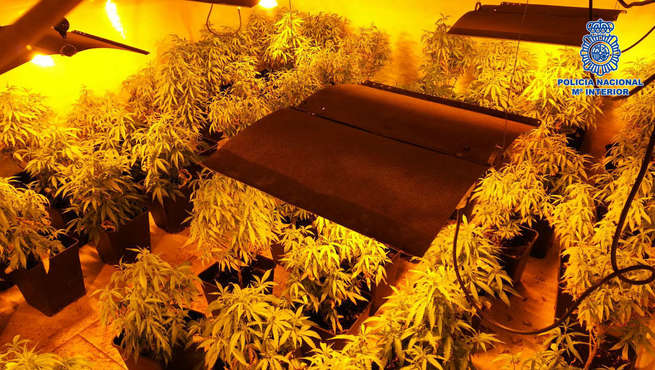 Detenidas 4 personas y desmantelado un laboratorio de marihuana en Bargas (Toledo)