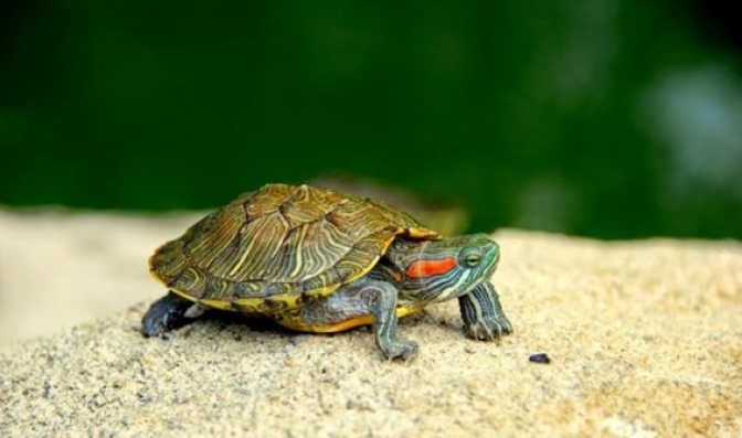 Los cuidados que necesita una tortuga de agua