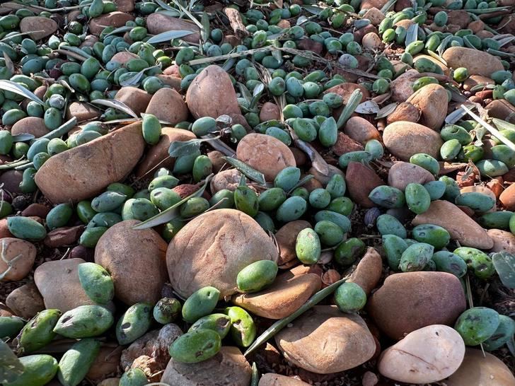 Tormentas y granizo devastan cultivos en La Manchuela: viñas y olivares gravemente afectados