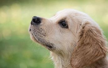 Adiestramiento canino: 5 ventajas de educar a los perros