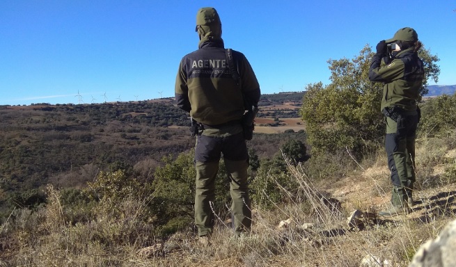 Recogidas más de 400 aves electrocutadas durante 2018 en Toledo y Albacete