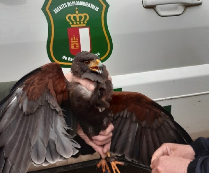 Rescatan un ejemplar de Águila de Harris en la localidad de Tobarra (Albacete)