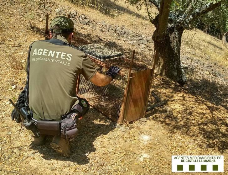 Agentes Medioambientales de Castilla-La Mancha localizan en un coto de caza con linces y una jaula trampa sin autorización
