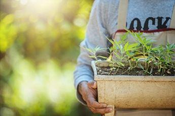 Cultivo de marihuana autofloreciente, ¿cómo hacerlo?