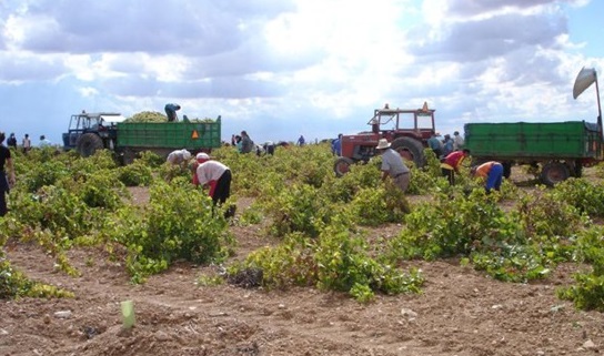 Castilla-La Mancha paga este lunes los 334 millones de euros del anticipo de la PAC, para 90.000 agricultores y ganaderos