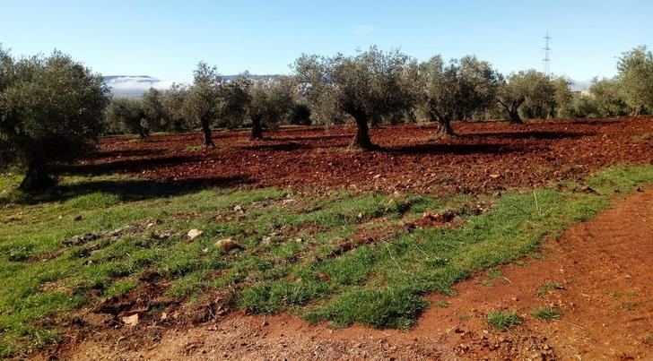 Castilla-La Mancha convoca los premios para galardonar a la mejor industria de Producción Ecológica