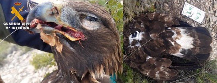 Detenido por causar la muerte de un águila real y de dos zorros, presuntamente por envenenamiento, en Albacete