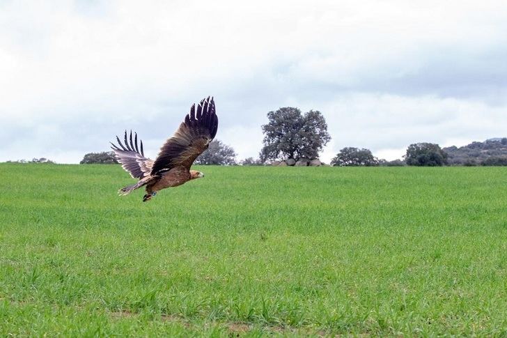 C-LM promueve el turismo de naturaleza en los espacios protegidos con motivo del Día Mundial de las Aves Migratorias