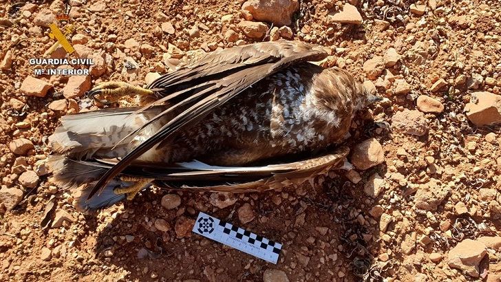Investigada una persona por causar la muerte con veneno a animales domésticos y un águila en Villanueva de la Fuente (Ciudad Real)