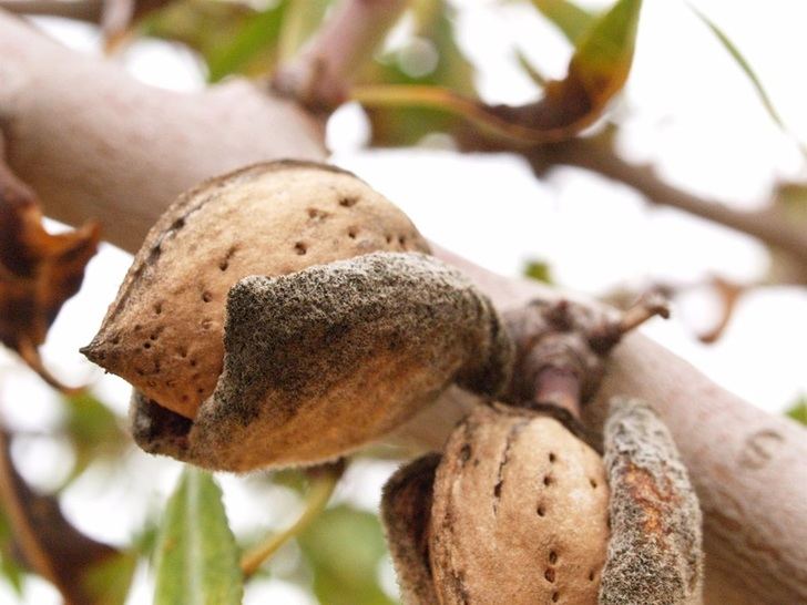 Albacete, entre las provincias a las que llegarán 22,2 millones de euros a más de 15.800 productores de frutales y frutos de cáscara