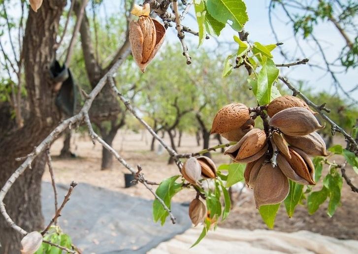 Las heladas de la pasada semana habrían afectado a cerca de 60.000 hectáreas de almendros en C-LM